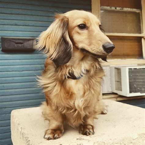 Golden weiner dogs. Things To Know About Golden weiner dogs. 